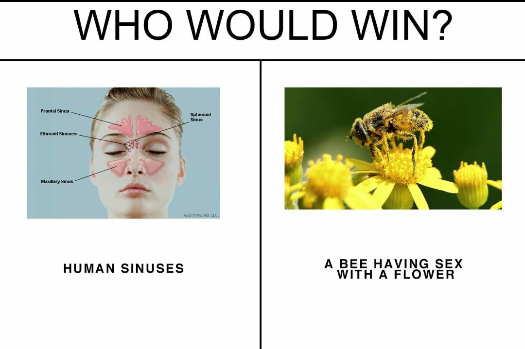 Fuck you and your allergies - meme