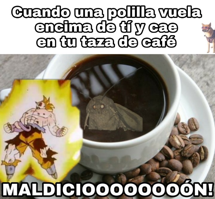 Café > K.O. > polilla - meme