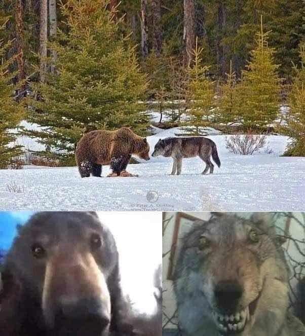 meme de oso vs lobo