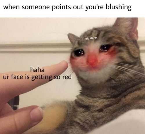 cute blushing meme