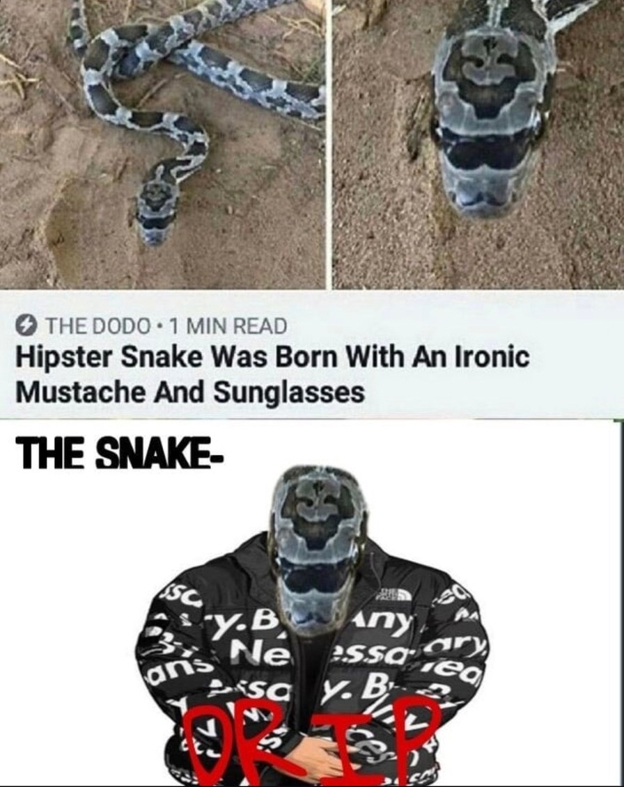 Hipster snake came with shades and a stache - meme