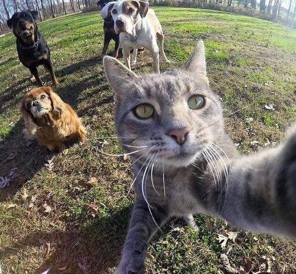 Selfie com os parça - meme