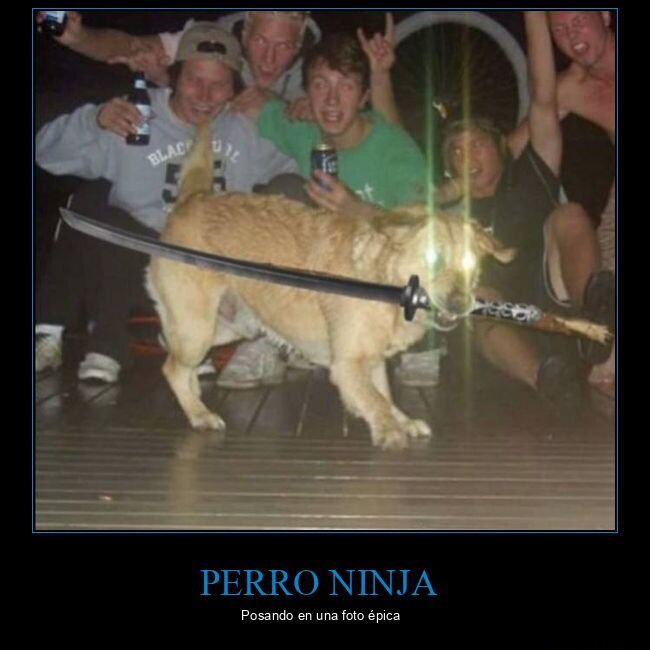 Perro ninja - meme