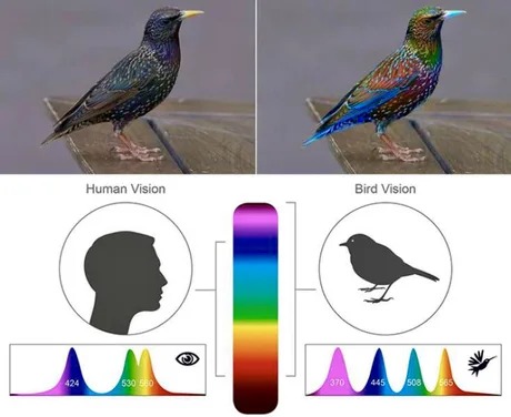 Human vs bird vision - meme