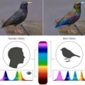 Human vs bird vision