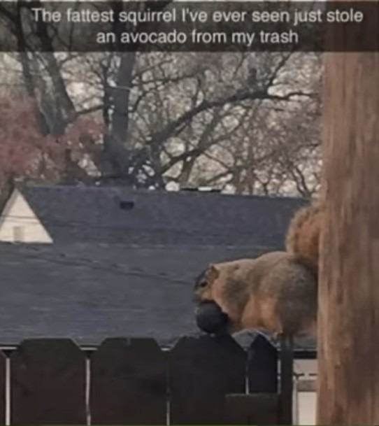 Squirrel - meme