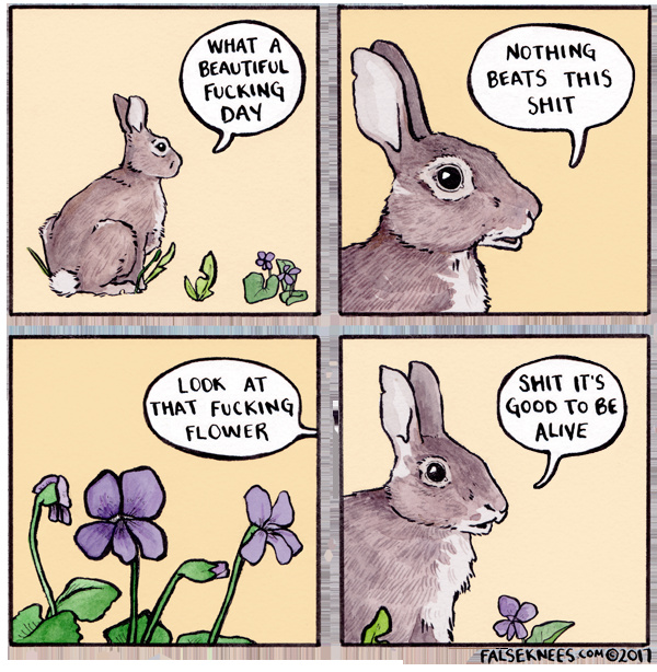 Such a nice rabbit - meme