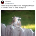 Texas Squirrel Harasses Neighborhood – Sends Two To The Hospital