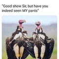 fancy pants