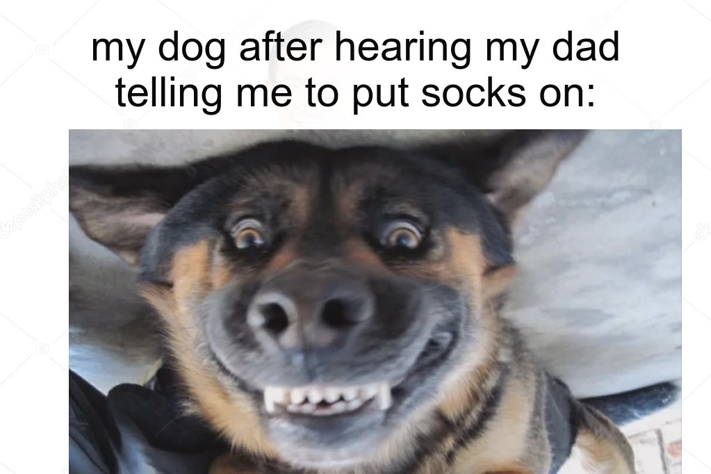 my dog after hearing my dad telling me to put socks on... - meme