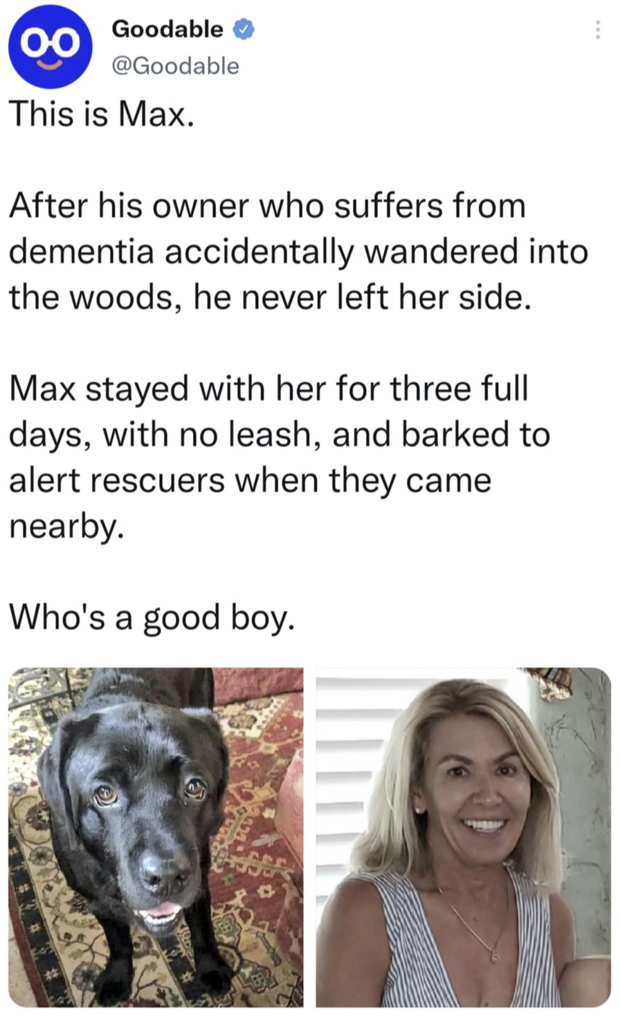 beautiful story about a dog helping a lost woman