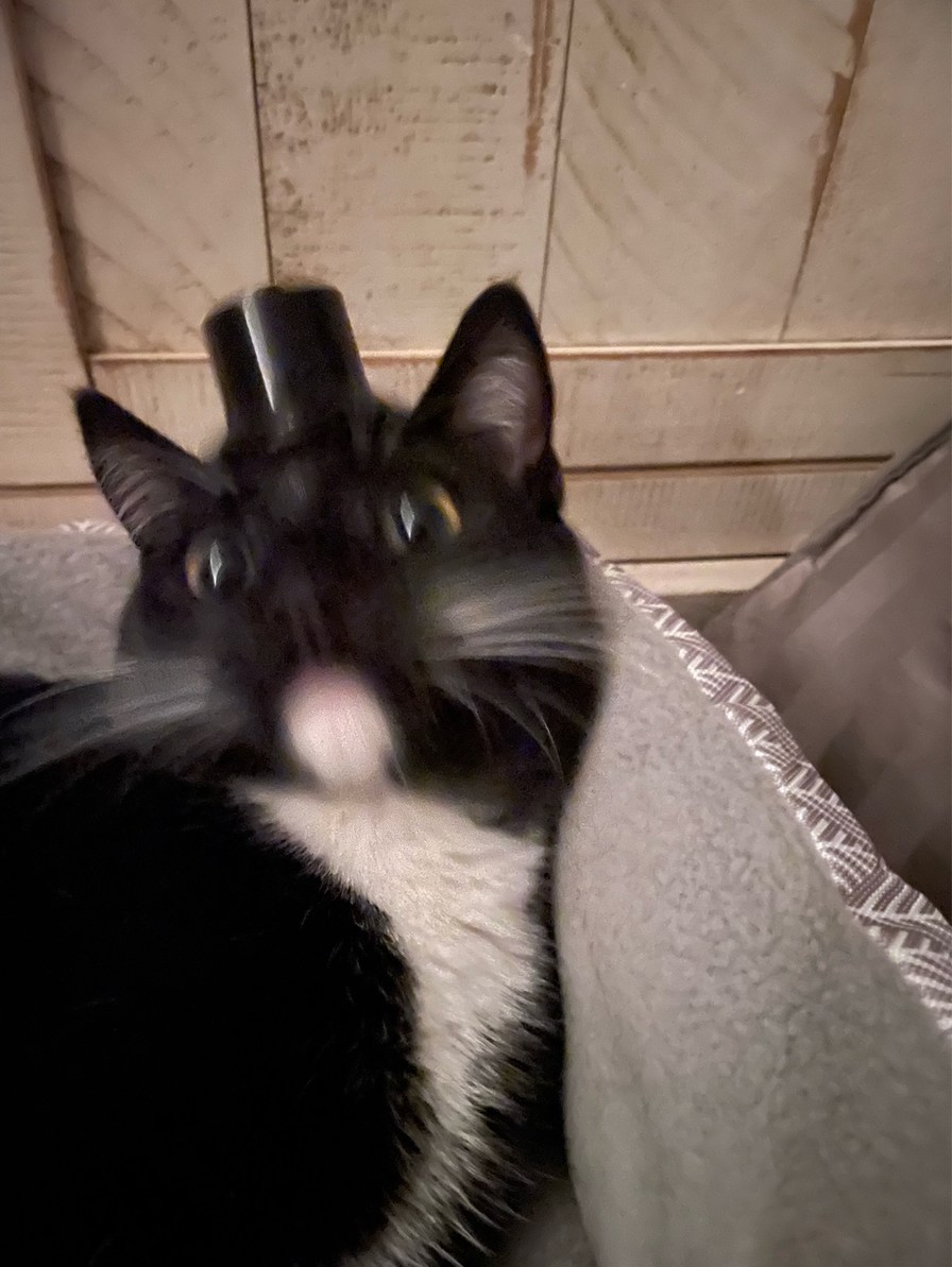 uploading my cats until novagecko bans me, Coco in a hat - meme
