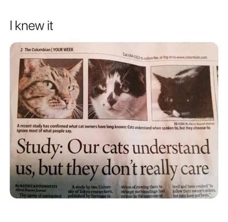 Study: Cats understand us. Cats: Cool, not my problem - meme