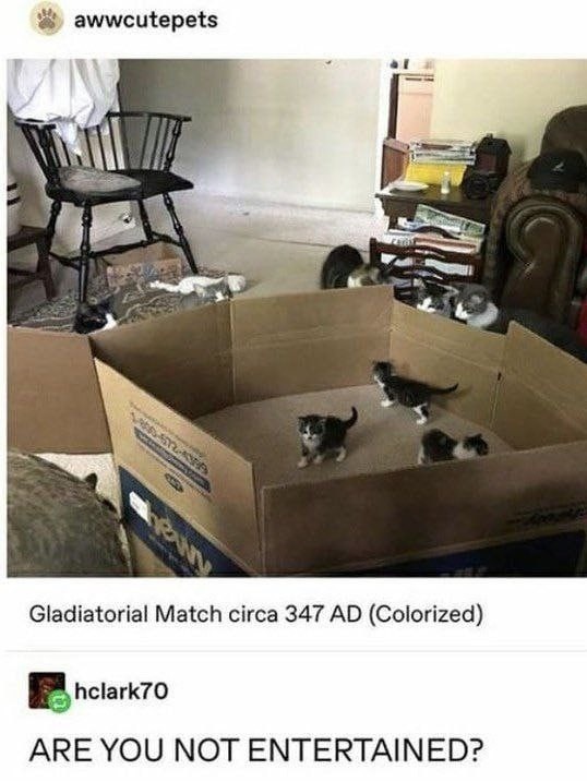 Combate de mascotas nivel gladiador meme