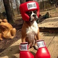 boxer boxing