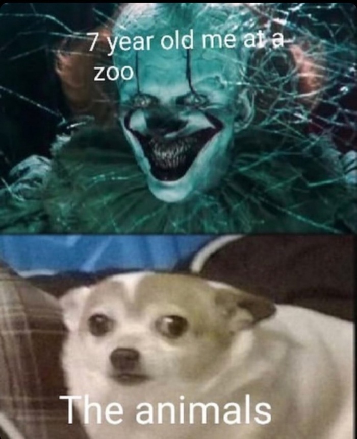 Zoo - meme