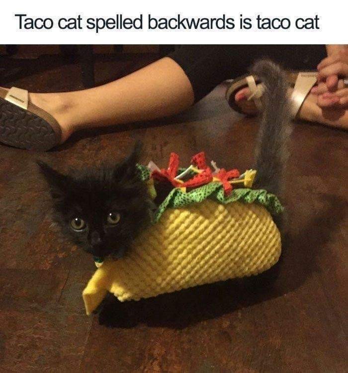 Cutest pussy taco I've ever seen - meme