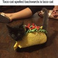 Cutest pussy taco I've ever seen