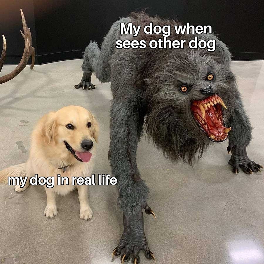 Good Doggy - meme