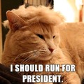 A cat look like Donald Trump