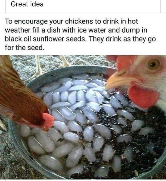 just some chicken tips - meme