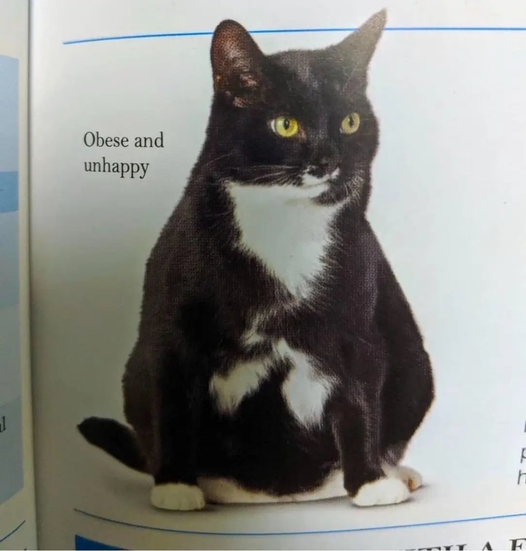 The chonk - meme