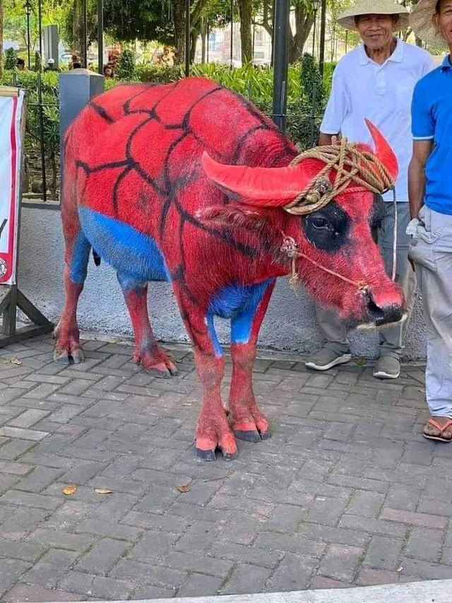 Spider-Cow - meme