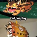 Cat cosplay