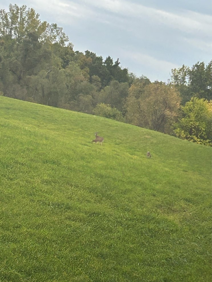 a mother deer and her baby’s I saw while hunting - meme