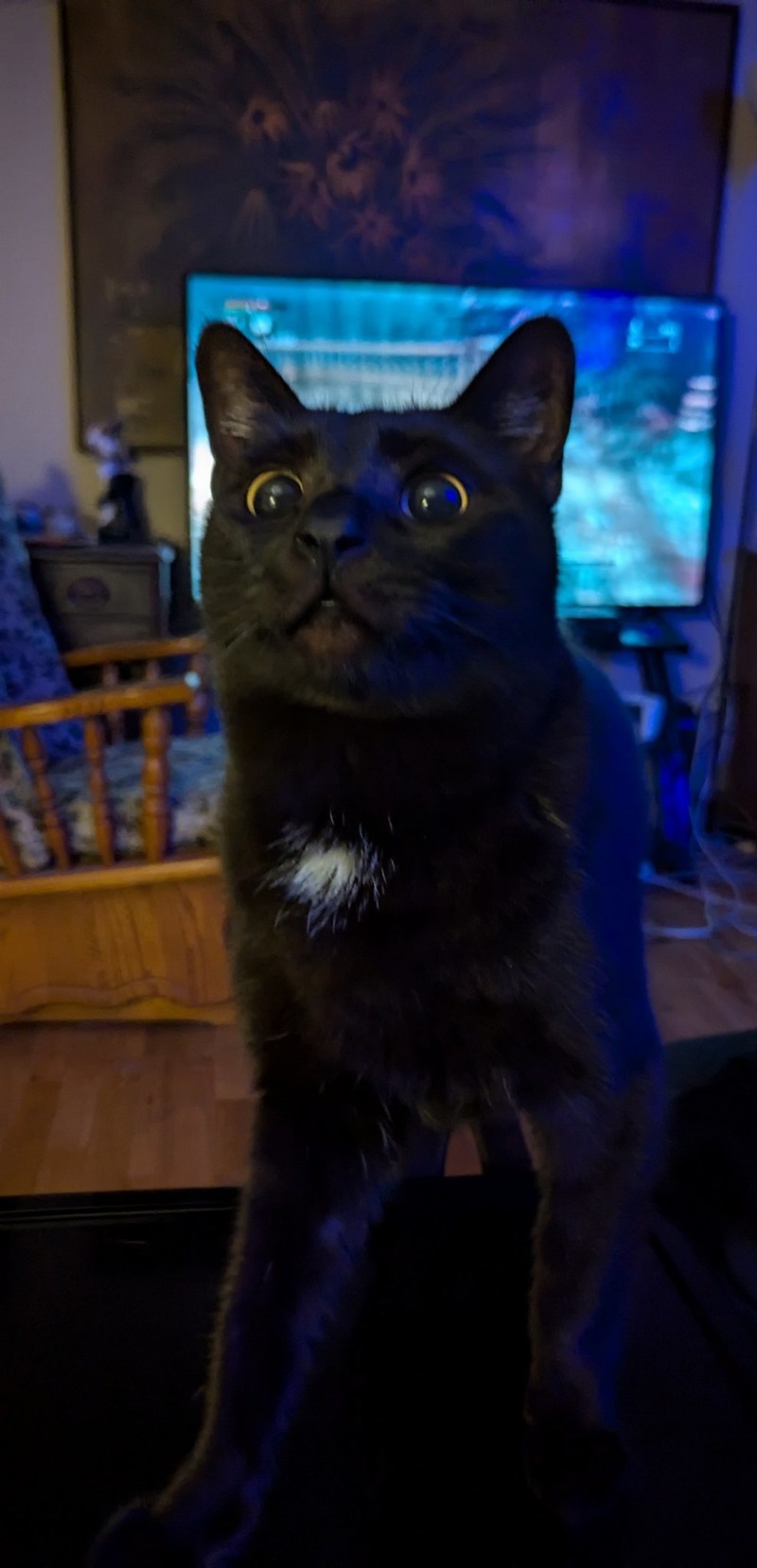 My cat Frankie looking at a bowl of ice cream - meme