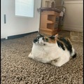 cats in panorama mode