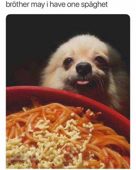 Doggo need spaghet - meme