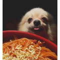Doggo need spaghet