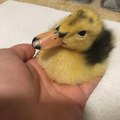 This is a nice duck