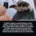 Everyone knows pigeons are real.