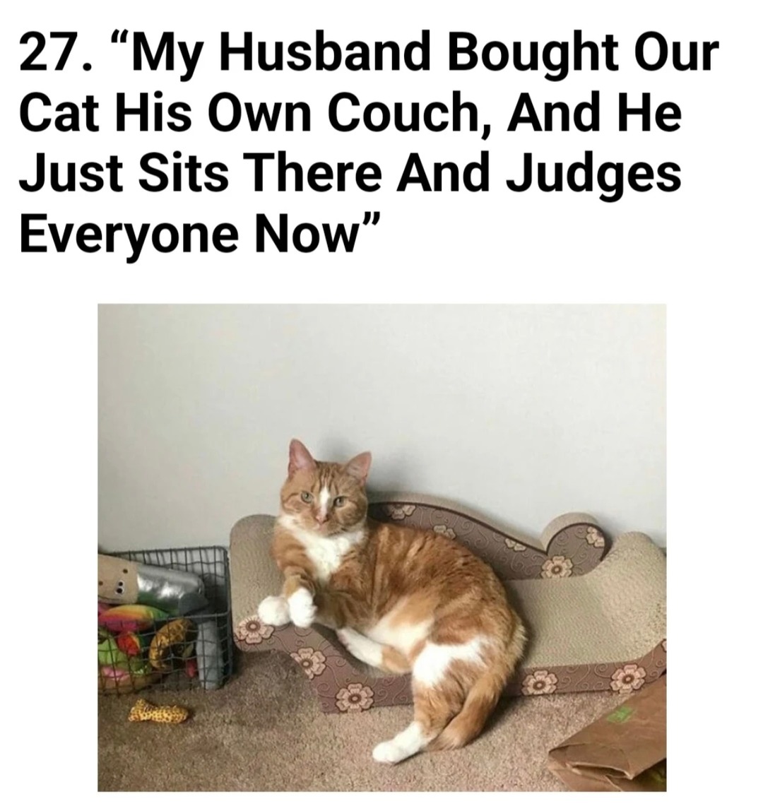 Cat has its own couch - meme