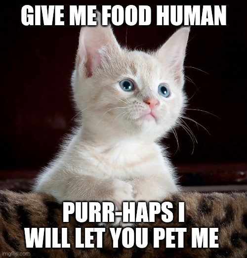 Kitten! - meme