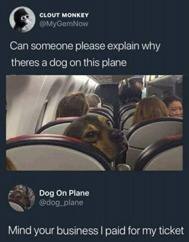 Dog on a plane - meme