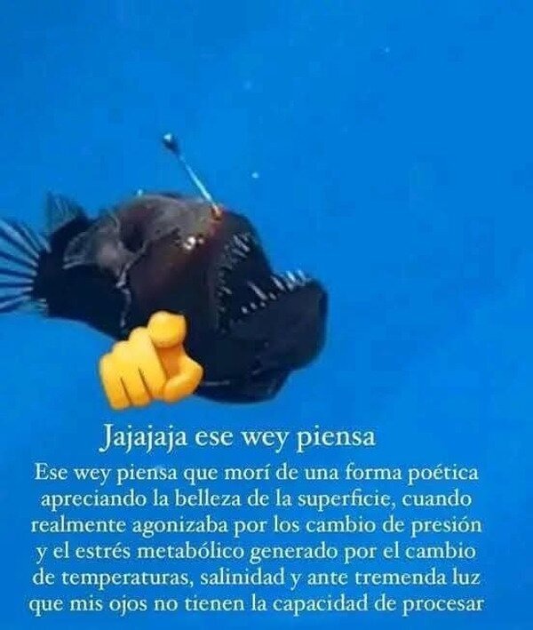 Pez diablo murió de forma poética - meme