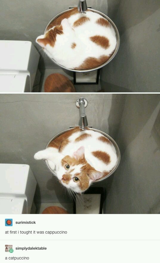 Catpuccino - meme