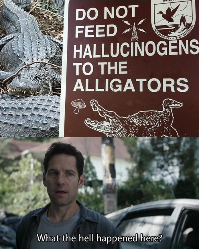 Alligators - meme