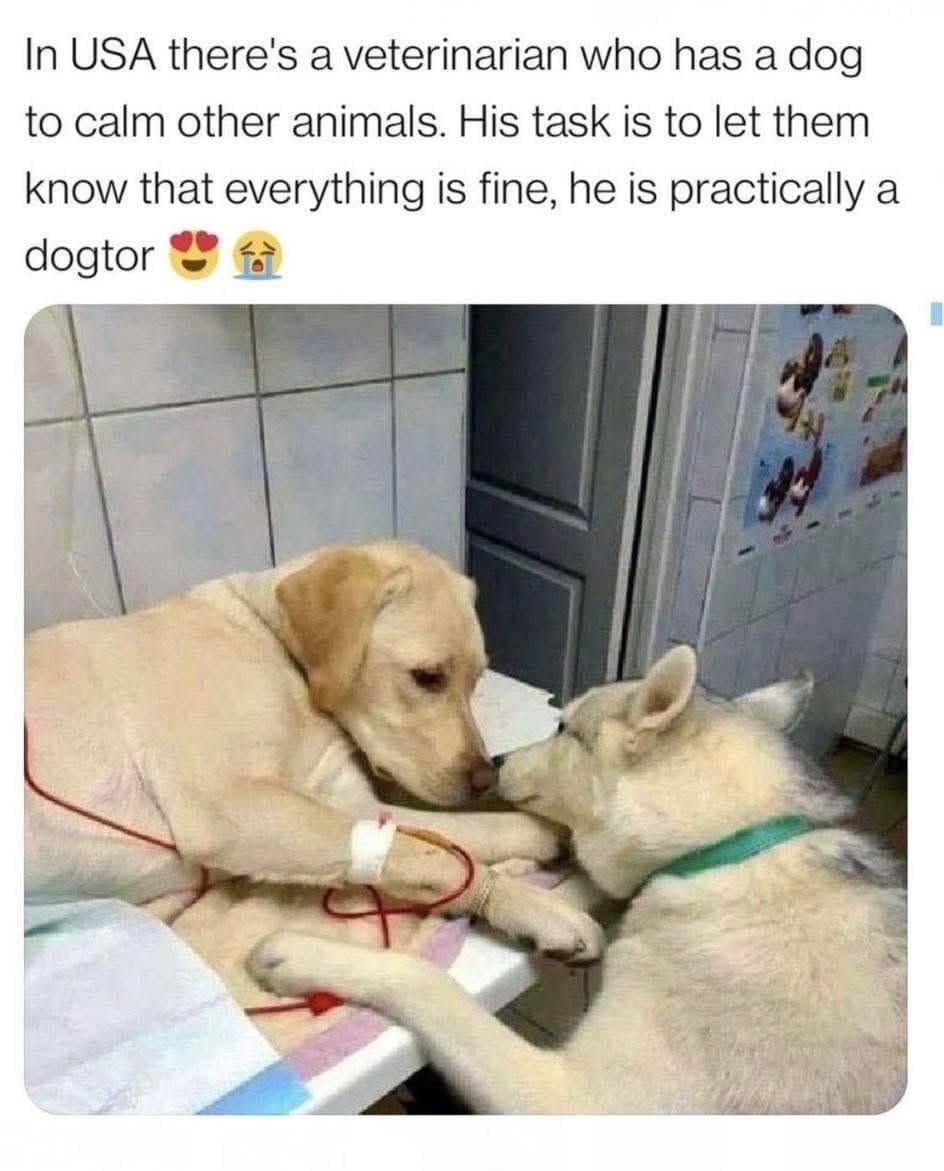 This dog’s job is to tell other animals 'everything's chill' - meme