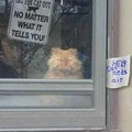Let cats out
