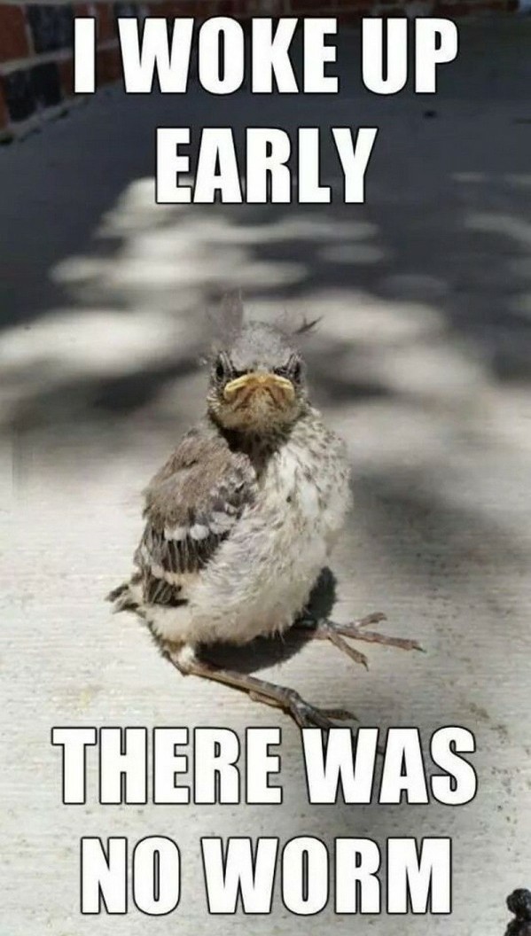 Grumpy birdie - meme
