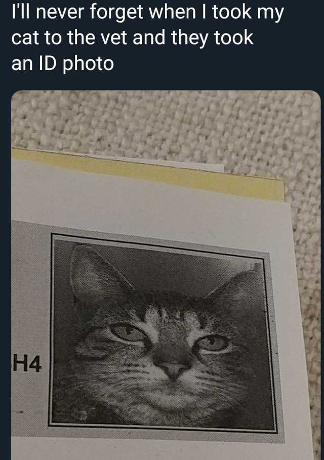 My cat's ID photo - meme