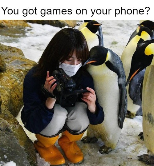 Smartphone penguin - meme