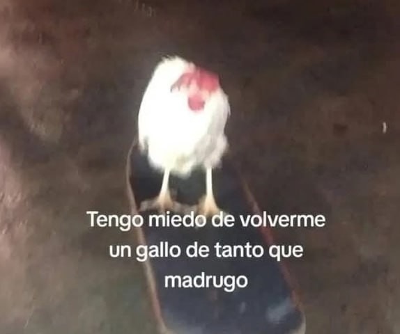 Madrugo tanto que ya canto como gallo - meme