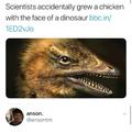 Accidentally? Chicken Dinosaur
