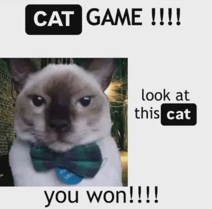 cat - meme