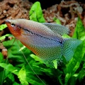 pearl gourami (all gouramies need to breath atmospheric air from time to time)